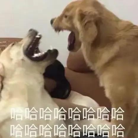 1800多積分就換了6000銘文，垃圾