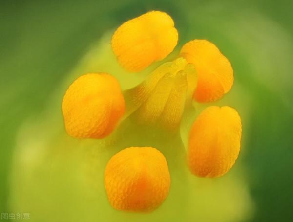 養朵花種棵草不需要多名貴自己喜歡就好 養朵花種棵草不需要多名貴自己喜歡就好