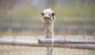 多圖預警｜鹿島公園&amp;趣玩萌寵節今日盛大開放