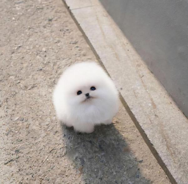 有點抑鬱，養個寵物會好點嗎？