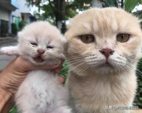 為啥叫貓“主子”？看了他的臉你就明白了