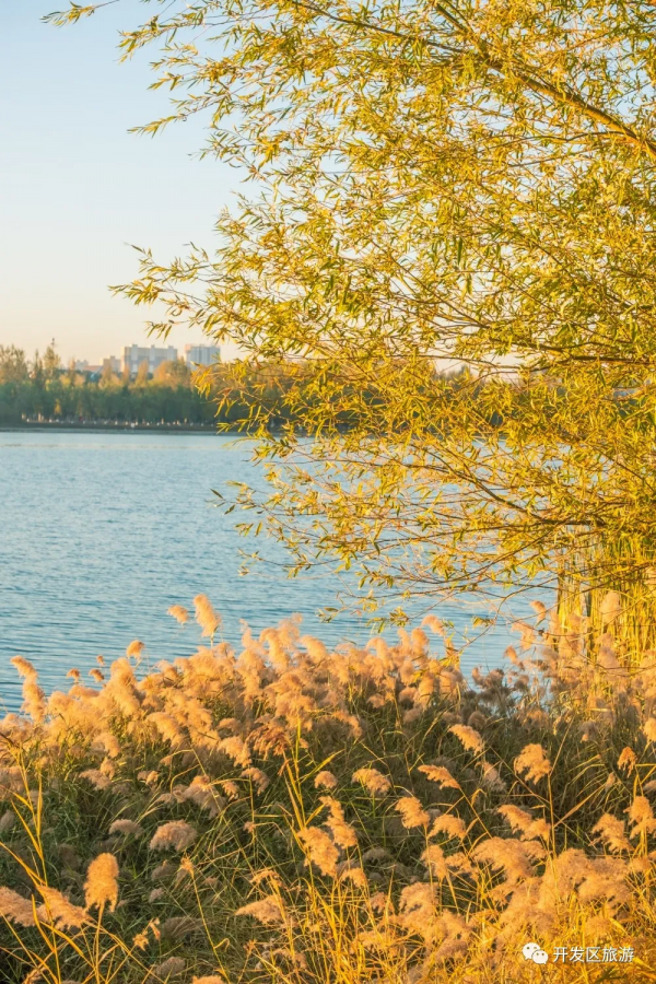 落葉知晚秋 開發區美景入眼簾