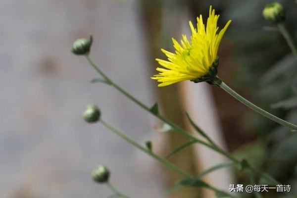 民間力量,中國實力詩人,河南詩人:竹林居士 民間力量,中國實力詩人,河南詩人:竹林居士