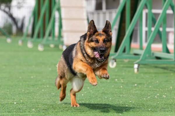 又帥又萌 帶你看公交警犬的酷炫寫真