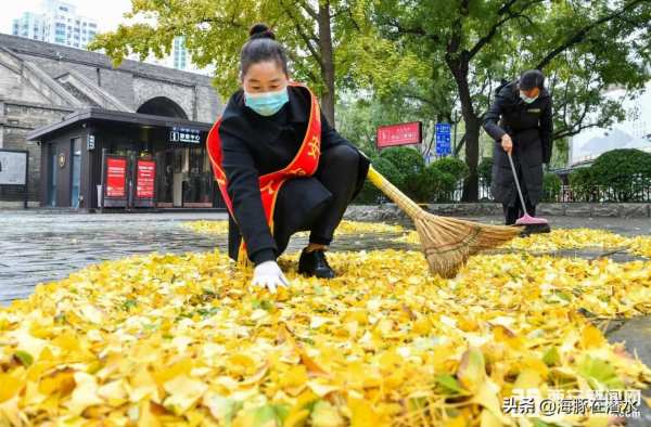 千年古都，常來長安，銀杏落葉景觀