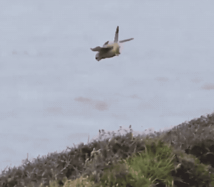 35張罕見的照片，鷹與2只烏鴉2只喜鵲“打群架”，喜鵲與烏鴉一夥