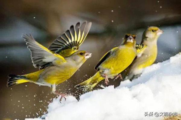 歐洲唯一現存的原始森林:白俄羅斯 • 比亞沃維耶扎原始森林——走進“一帶一路”國家的世界遺產和多元文化 歐洲唯一現存的原始森林:白俄羅斯 • 比亞沃維耶扎原始森林——走進“一帶一路”國家的世界遺產和多元文化