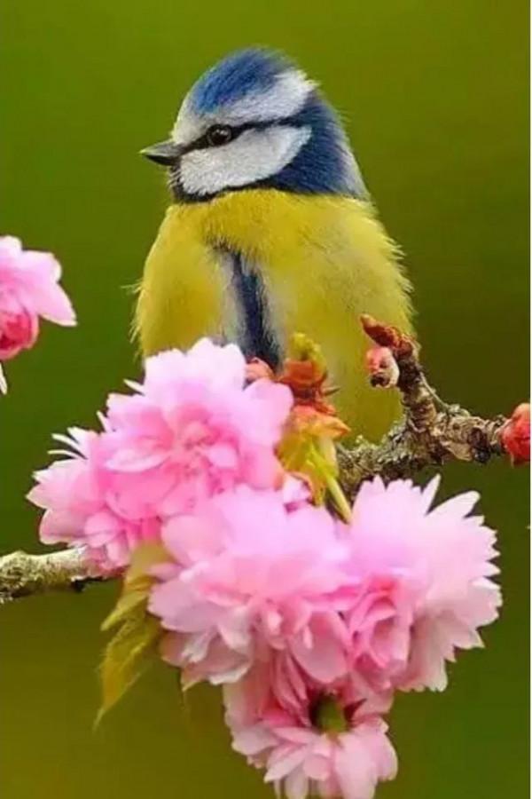 分享&mdash;&mdash;天生麗質的鳥兒