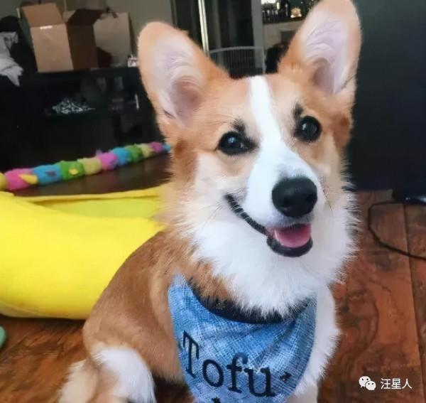 “有眉毛”的狗竟然這麼有魅力