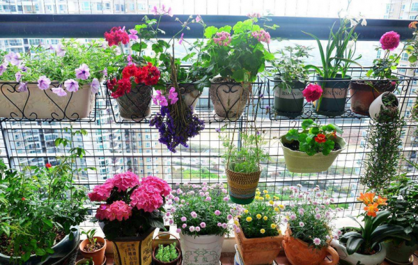 學會使用這些小妙招,養花真的能夠少走彎路 學會使用這些小妙招,養花真的能夠少走彎路