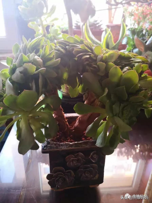 我家雙十一入項的多肉鮮花留影檔案記錄（三）