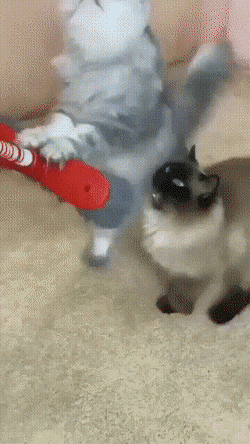 最後一隻塔斯馬尼亞虎，U-118潛艇擱淺顯真容，森林湖泊裡的怪魚