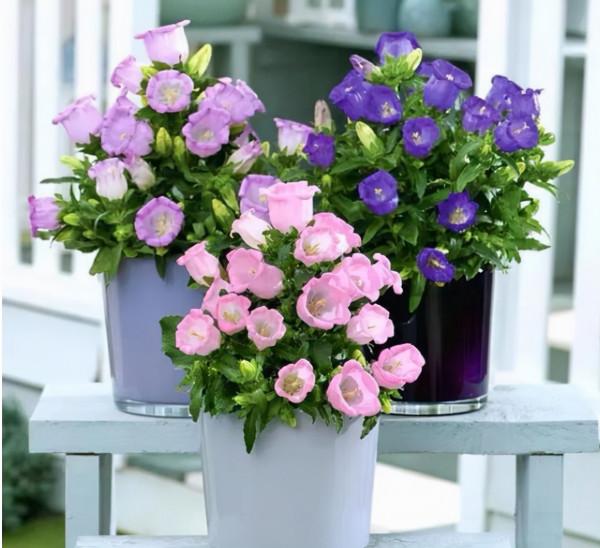 5種漂亮“仙女花”，個個都是顏值擔當，看到都想養