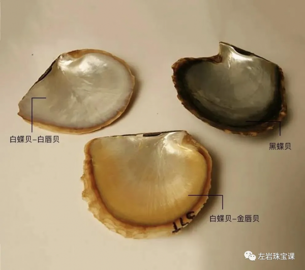 冬日提升氣質必備!南洋金珠到底是什麼來頭? 冬日提升氣質必備!南洋金珠到底是什麼來頭?