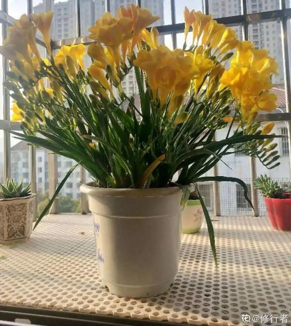 屋裡養盆“香水花”,活脫脫的“活香水”,滿屋香味還特別耐寒 屋裡養盆“香水花”,活脫脫的“活香水”,滿屋香味還特別耐寒