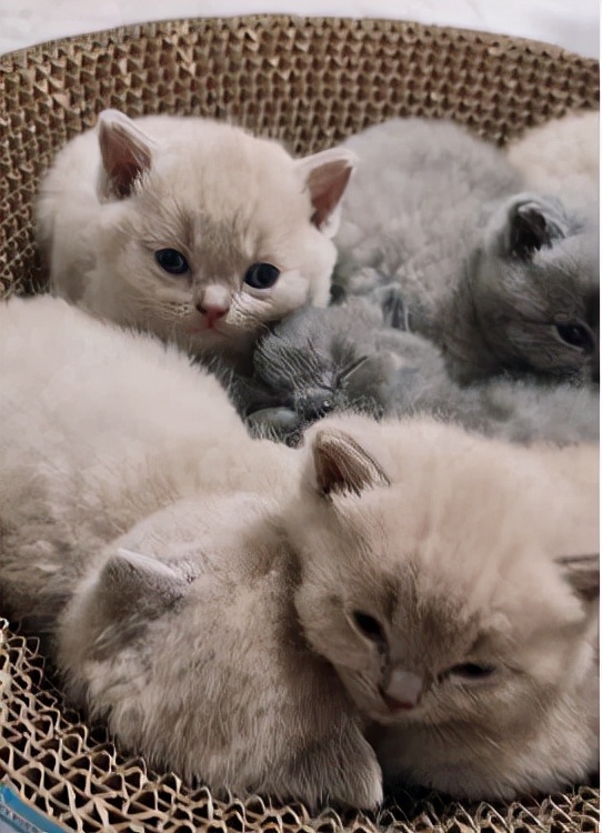 新晉鏟屎官需要注意的幾個事 新晉鏟屎官需要注意的幾個事