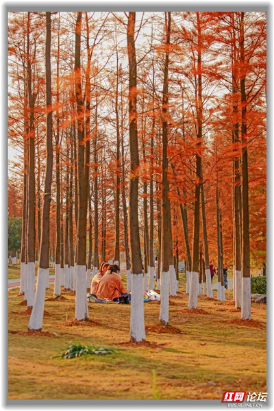 株洲萬豐湖溼地公園的水杉紅了,這自帶濾鏡的畫面也太美了 株洲萬豐湖溼地公園的水杉紅了,這自帶濾鏡的畫面也太美了