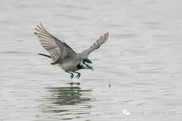 一劍封喉——新機OM-1拍鳥深度測評