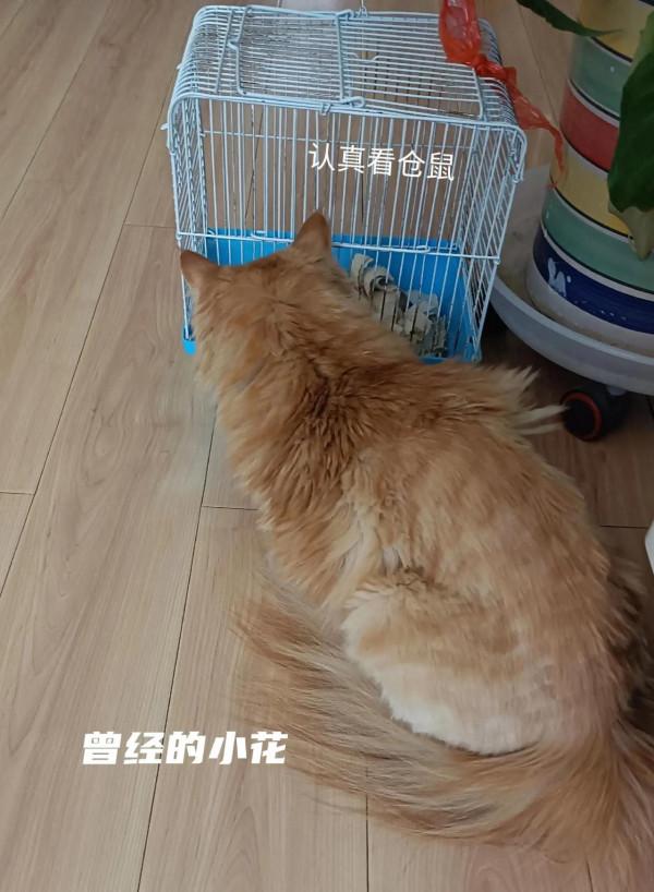 被送養後的成年貓,輾轉回家的路好難 被送養後的成年貓,輾轉回家的路好難