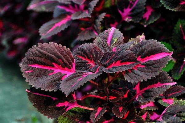 100種常見花卉的播種栽培大全,送給愛養花的你 100種常見花卉的播種栽培大全,送給愛養花的你