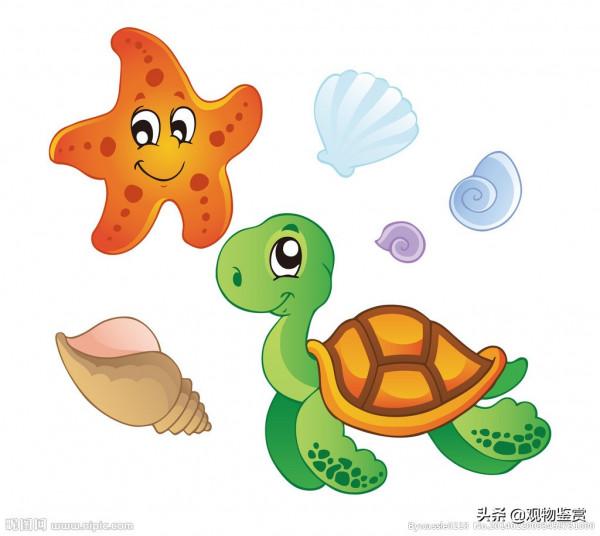 彩繪對烏龜的身體健康有很大的影響，彩繪烏龜能養活嘛