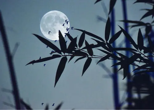 賞花,賞月,賞秋天,必看 賞花,賞月,賞秋天,必看