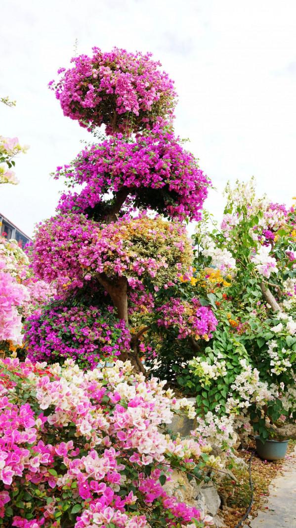 為什麼粵龍山被稱為三角梅王國？