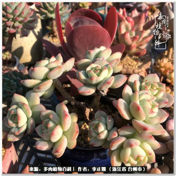 我的多肉，我的小世界