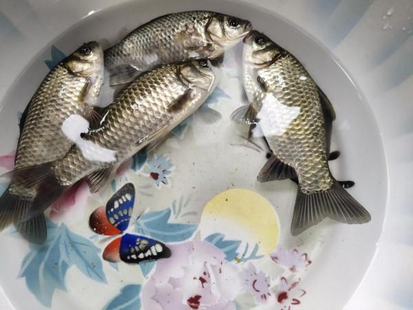 “含氧量”釣魚人必須瞭解的釣魚常識，魚釣多釣少它是個關鍵