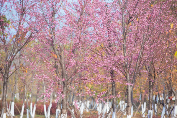 羨慕了！西昌人，你的早櫻美景正在派送中，請接收