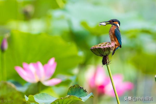 荷花與鳥兒的美麗邂逅