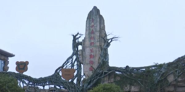 虎年到來福也到!記者近距離探班野生老虎,一起來沾沾“虎”氣 虎年到來福也到!記者近距離探班野生老虎,一起來沾沾“虎”氣