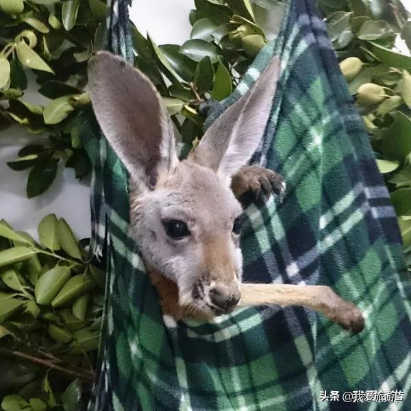 袋鼠袋裡面是什麼樣的？