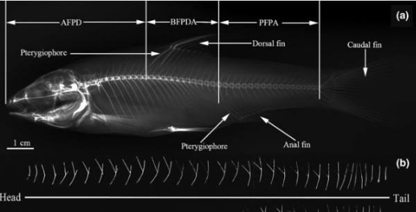 華中農業大學找到控制魚刺基因,科技改變生活,未來也許不犯愁吐刺