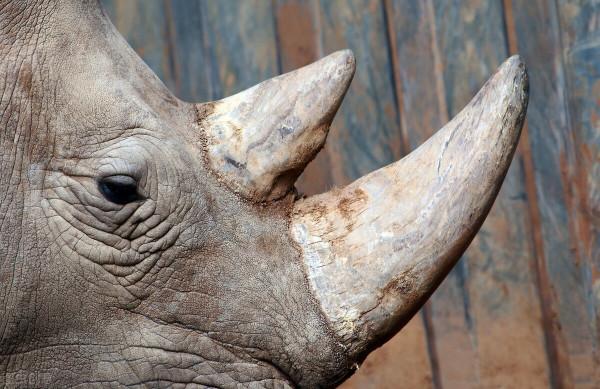 一顆就要780,急救神藥安宮牛黃丸真的保命嗎?用錯等於慢性毒藥 一顆就要780,急救神藥安宮牛黃丸真的保命嗎?用錯等於慢性毒藥