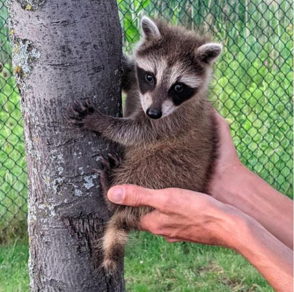 老奶奶親手喂大的小浣熊，被放回野外後，連續3年回家看望奶奶