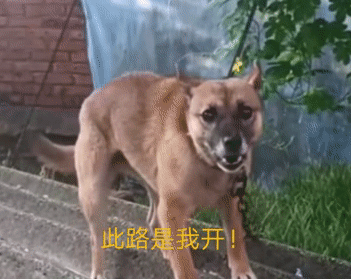 四川男子祖傳奇技,空中畫一個字指狗,狗就不敢咬人,秘訣揭曉 四川男子祖傳奇技,空中畫一個字指狗,狗就不敢咬人,秘訣揭曉