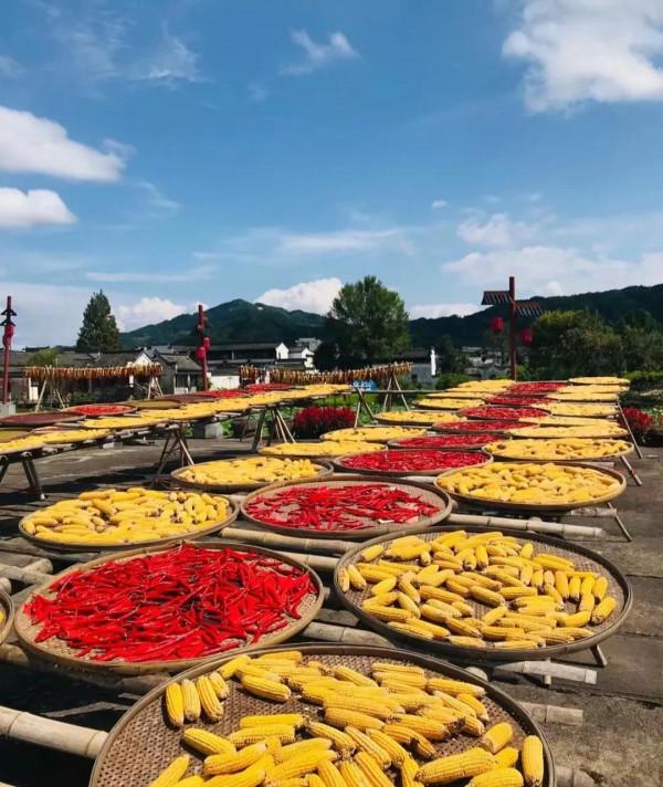 浙江的農村到底有多豪華？