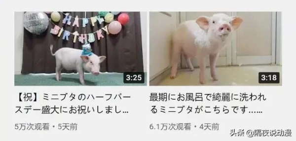 為了流量，日本網紅把養了100天的豬吃掉，隨後在罵聲中讓它復活