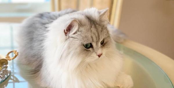 “品種貓”和“土貓”之間,二者到底有什麼區別? “品種貓”和“土貓”之間,二者到底有什麼區別?