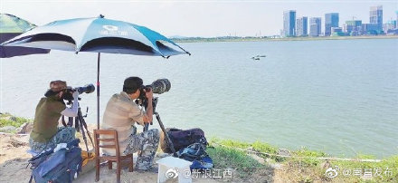 時隔40餘年江豚重返南昌主城區 江豚與滕王閣同框成為可能 時隔40餘年江豚重返南昌主城區 江豚與滕王閣同框成為可能