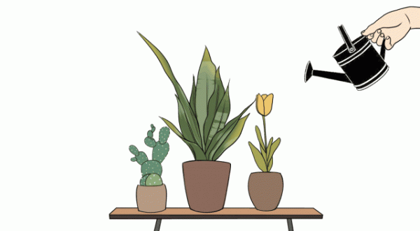 送女朋友的最佳綠植，女生見了都愛養! 附：應該是都能養活的—吧?