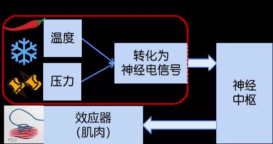 動物模型、實驗醫學與諾貝爾獎科普—2021年諾貝爾生理學或醫學獎：溫度與觸覺的動物模型與實驗醫學研究
