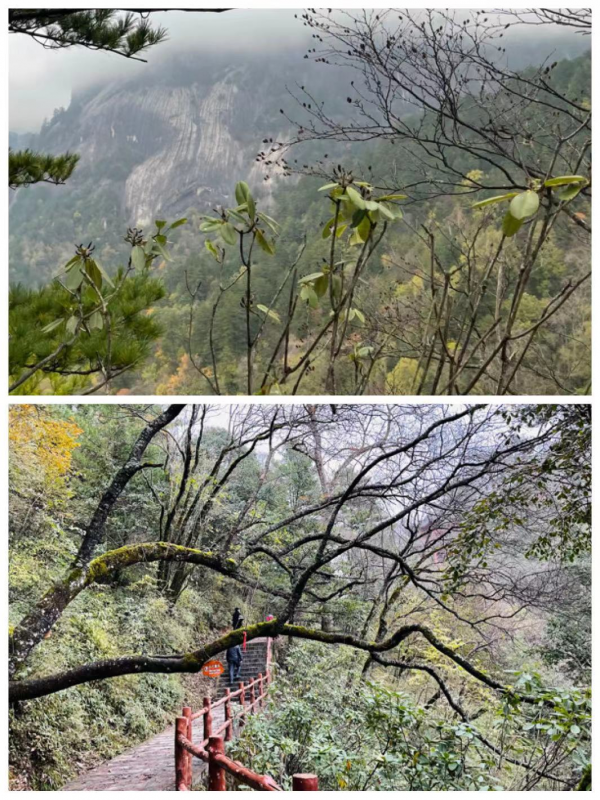 桂子 || 七絕·秦嶺秋意四題