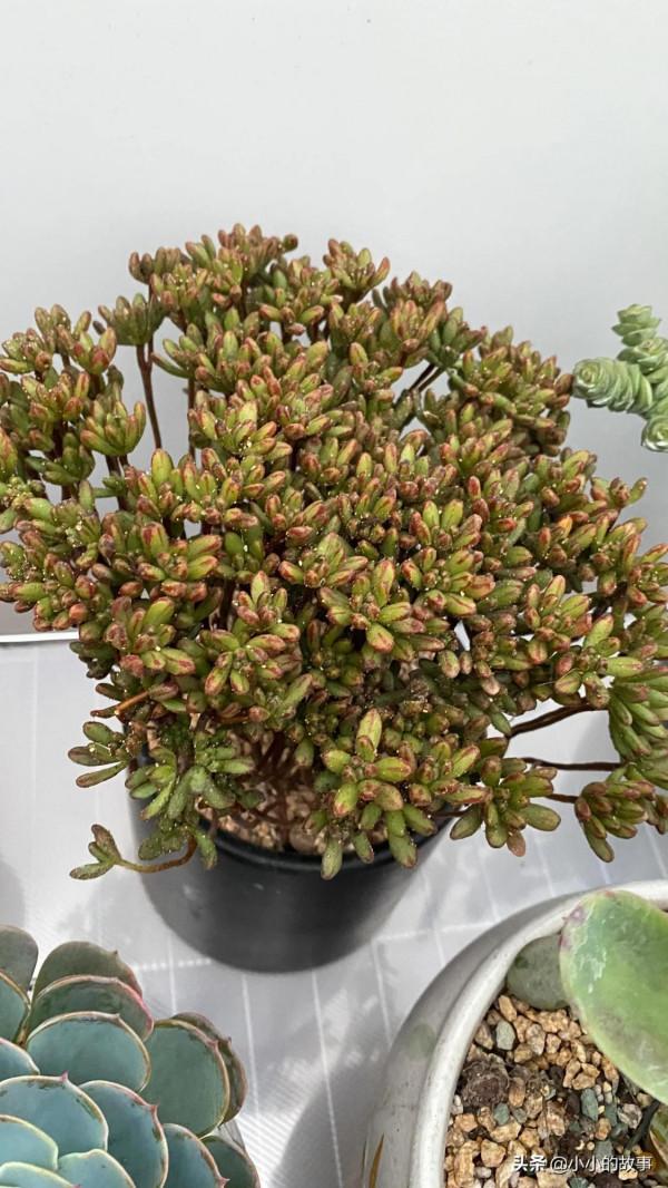 入冬的多肉 入冬的多肉