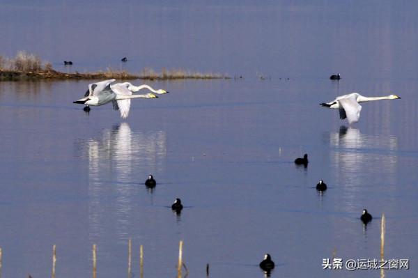 運城鹽湖美成“天鵝湖”