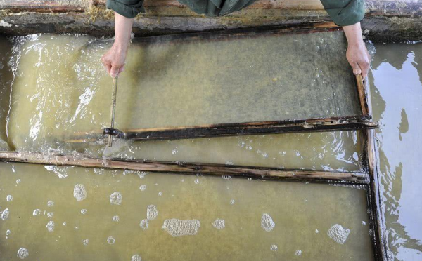 熊貓的便便成了香餑餑？既能生產天價熊貓茶，又能用來造紙