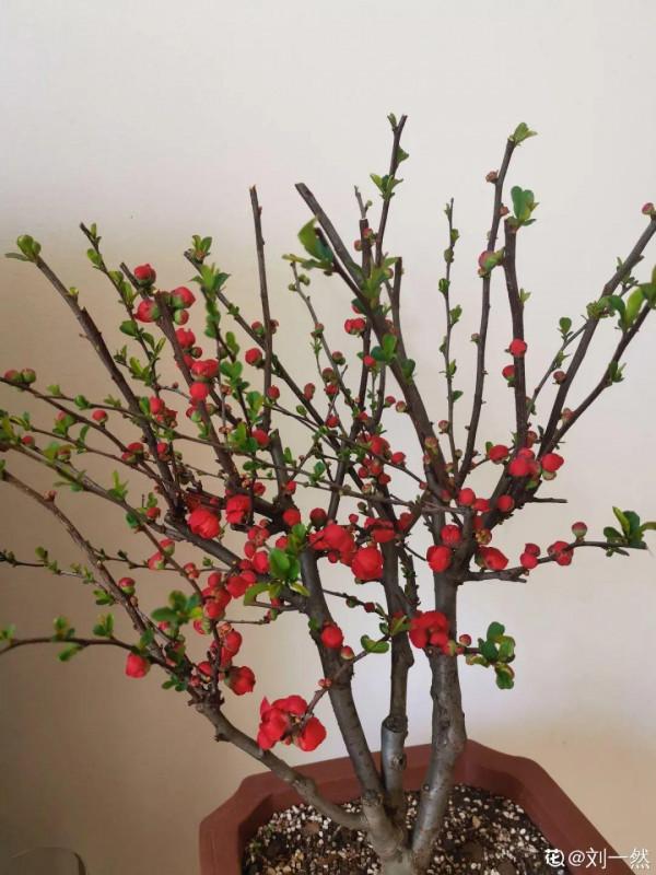 “壽命長”的10種花,寓意好,格調高,老人見了眉開眼笑 “壽命長”的10種花,寓意好,格調高,老人見了眉開眼笑