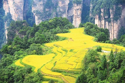 空中田園 金秋畫卷 空中田園 金秋畫卷