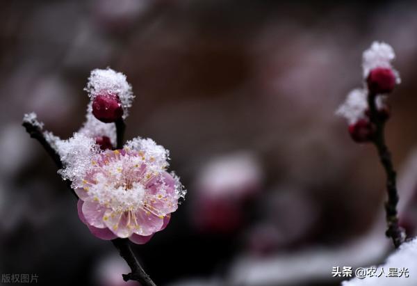天氣預報：大暴雪範圍已經確定，連下5天，元宵冷哭？農諺咋說？